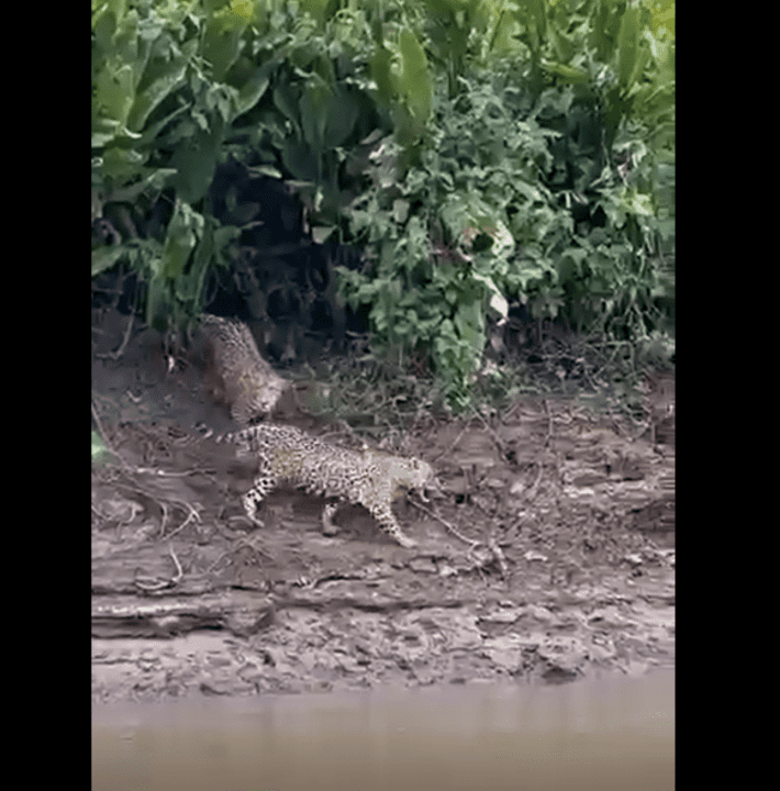 Família de Onças-Pintadas encanta pescadores no Pantanal: “Cena Maravilhosa!”