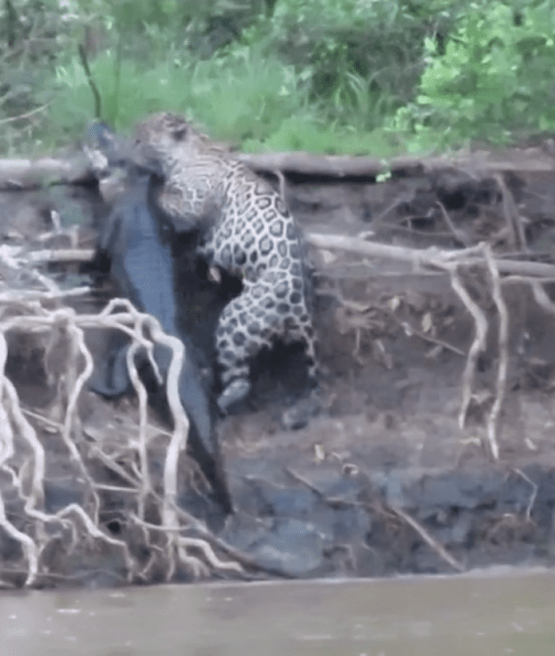 Por estar no topo da cadeia alimentar e necessitar de grandes áreas preservadas para sobreviver, esse animal o mesmo tempo temido e admirado que habita o imaginário das pessoas é um indicador de qualidade ambiental