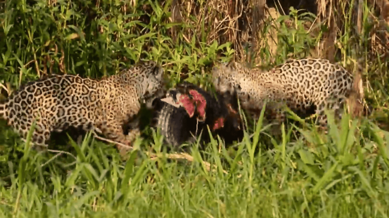 A onça-pintada é o terceiro maior felino do mundo, após o tigre e o leão, e o maior do continente americano.