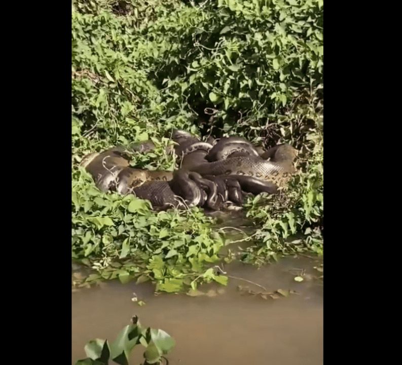 As cobras sucuris são semiaquáticas, ou seja, vive em ambientes terrestres, mas passam boa parte do tempo dentro da água