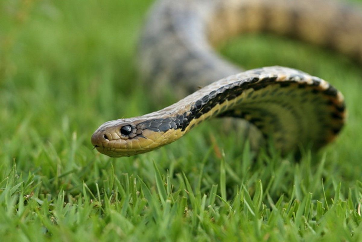 Além da habilidade desta serpente grande e poderosa a infligir trauma mecânico, já houveram numerosos casos de envenenamento local e possivelmente hipersensibilidade, a maioria dos qual passaram não-reportados