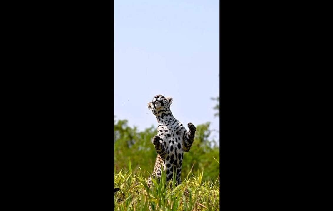 Apesar da semelhança com o leopardo (Panthera pardus), a onça-pintada é evolutivamente mais próxima do leão (Panthera leo)