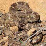 Cascavel ou cobra cascavel é o nome genérico dado às cobras peçonhentas dos géneros Crotalus e Sistrurus.