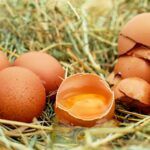 Como saber se um ovo está ruim? Dicas para descobrir