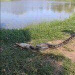 Eunectes murinus, vulgarmente conhecida como sucuri, sucuriú, sucuriju, sucuruju, sucurijuba, sucurujuba, boiaçu, boiguaçu, boiuçu, boioçu, boiçu, boiuna, boitiapoia, arigboia, anaconda e viborão,[1] é a maior e mais conhecida das espécies existentes de sucuri