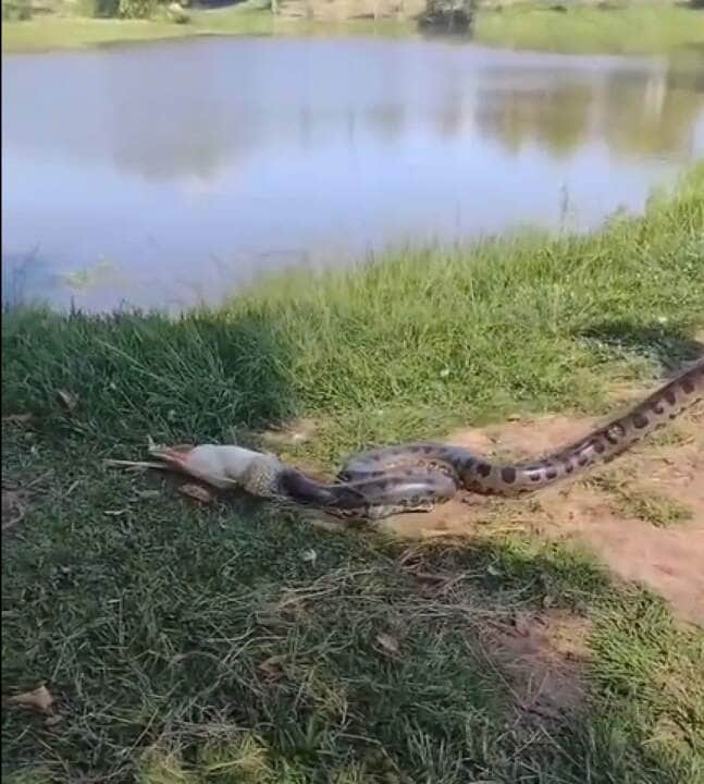 Eunectes murinus, vulgarmente conhecida como sucuri, sucuriú, sucuriju, sucuruju, sucurijuba, sucurujuba, boiaçu, boiguaçu, boiuçu, boioçu, boiçu, boiuna, boitiapoia, arigboia, anaconda e viborão,[1] é a maior e mais conhecida das espécies existentes de sucuri