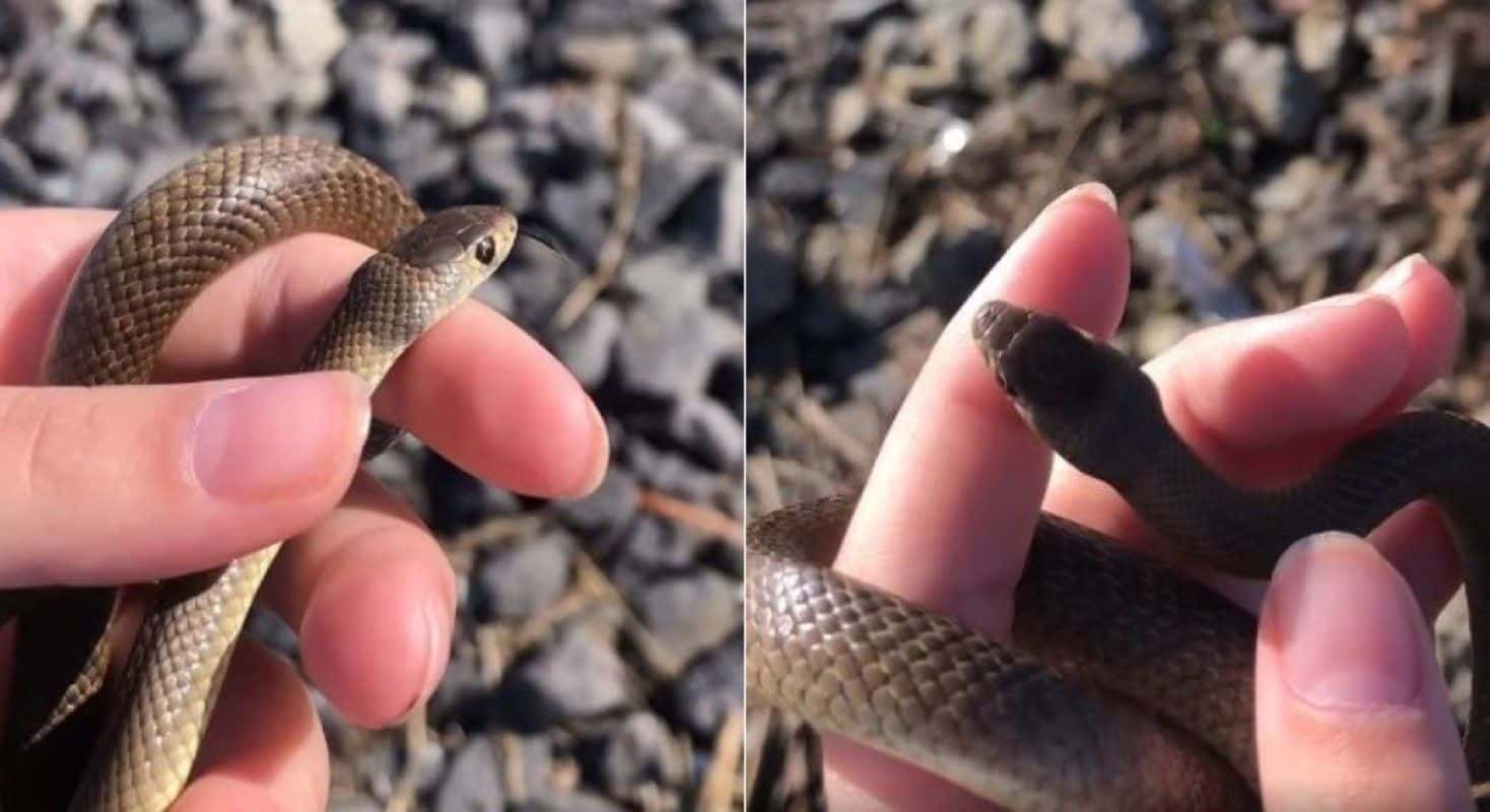 A Cobra Marrom pode sobreviver em áreas urbanas, portanto ela é provavelmente encontrada mais facilmente que qualquer outra espécie de cobra.