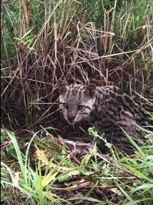 A jaguatirica foi inicialmente colocada dentro do gênero Felis, que compreende o gato-doméstico, e foi descrita por Carlos Lineu, em 1758, como Felis pardalis.[