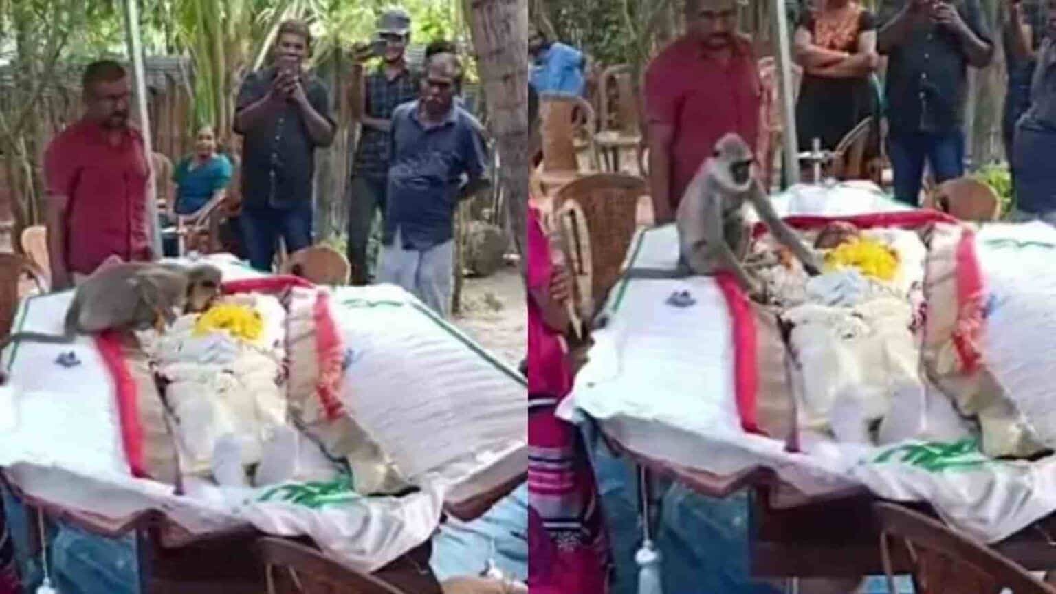 Amigos e familiares prestavam as últimas homenagens a Peethambaram Rajan, de 56 anos, quando o macaco apareceu e interagiu com o falecido
