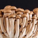 Cogumelos tóxicos e venenosos: quais são os riscos?