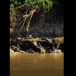 Mais uma incrível batalha de tirar o fôlego dos turistas e pescadores que circulam pelos rios do Pantanal