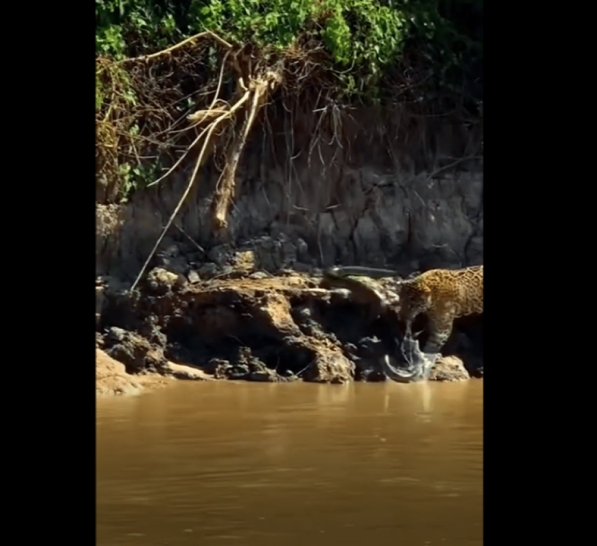Mais uma incrível batalha de tirar o fôlego dos turistas e pescadores que circulam pelos rios do Pantanal