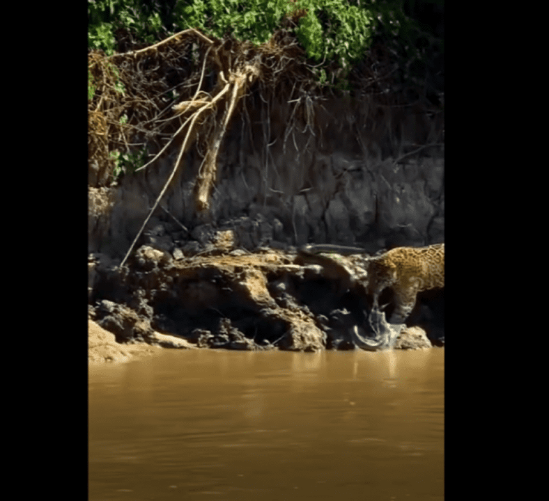 Mais uma incrível batalha de tirar o fôlego dos turistas e pescadores que circulam pelos rios do Pantanal