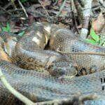 A sucuri-verde divide com a píton-reticulada (Python reticulatus), o título de maior serpente do mundo, alcançando 6 metros ou mais de comprimento, muito embora seus indivíduos adultos, em média, alcancem em torno de 3 ou 4 metros.