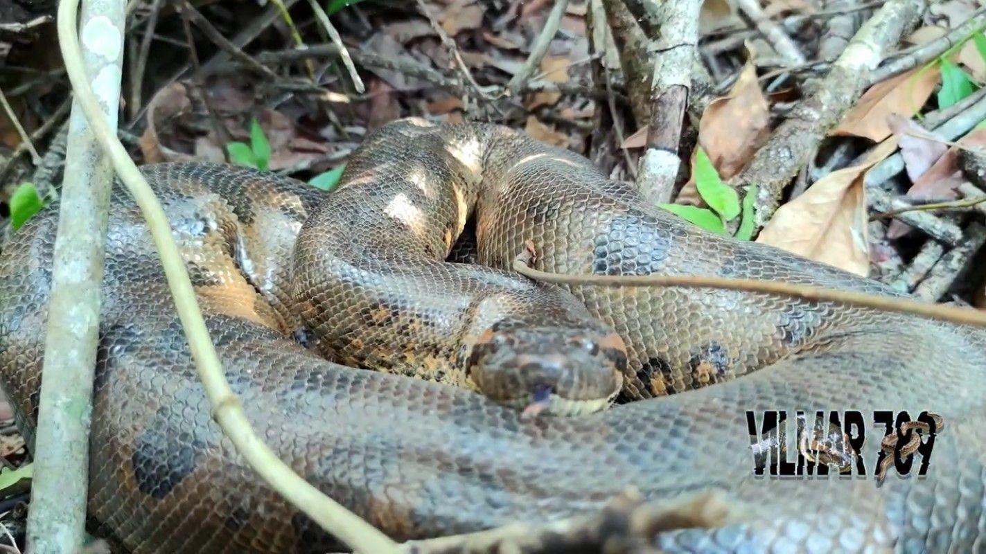 Incrível luta da sucuri para vencer a correnteza - CenárioMT