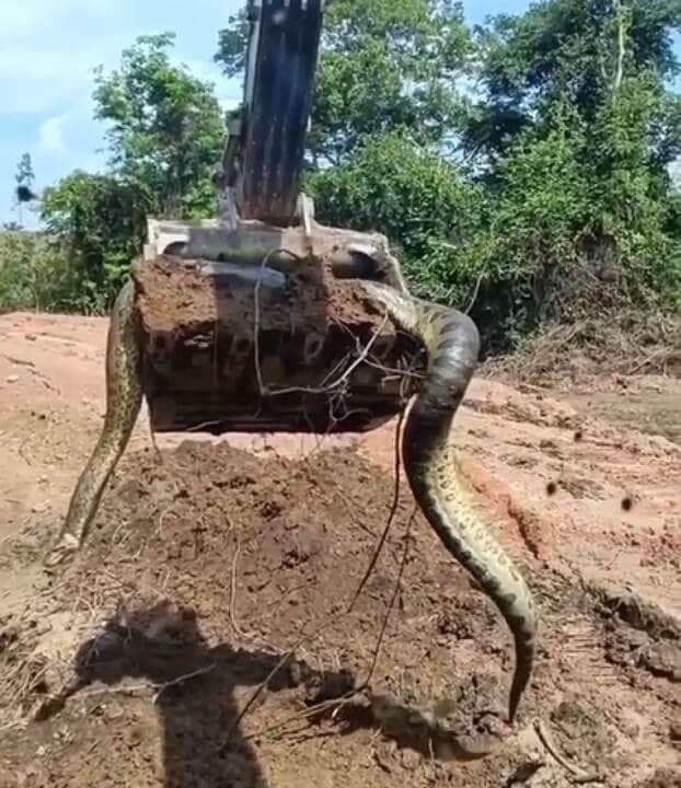 nome Eunectes é derivado da palavra grega Eυνήκτης, que significa “bom nadador”. Quatro espécies são reconhecidas atualmente.