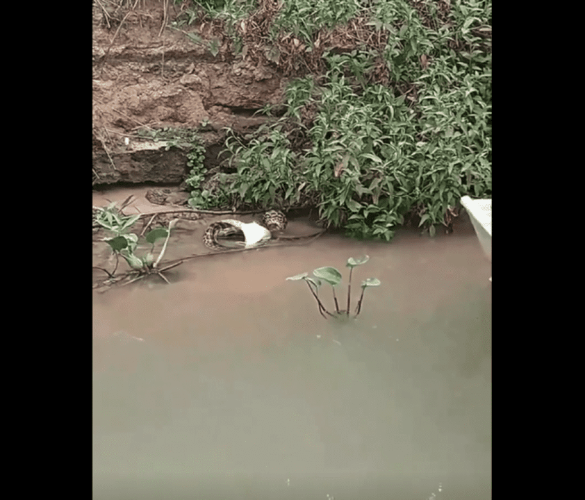 Na dieta das sucuris é possível encontrar diversos vertebrados, como por exemplo: peixes, rãs, lagartos, jacarés, aves e roedores.