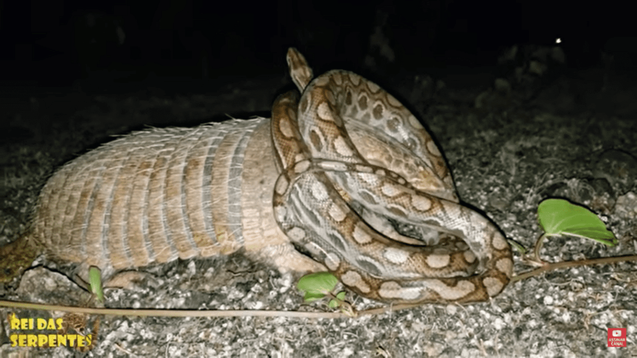 Epicrates, ou jiboia arco-íris ou salamanta, é um gênero de Boa encontradas na América do Sul e na América Centra