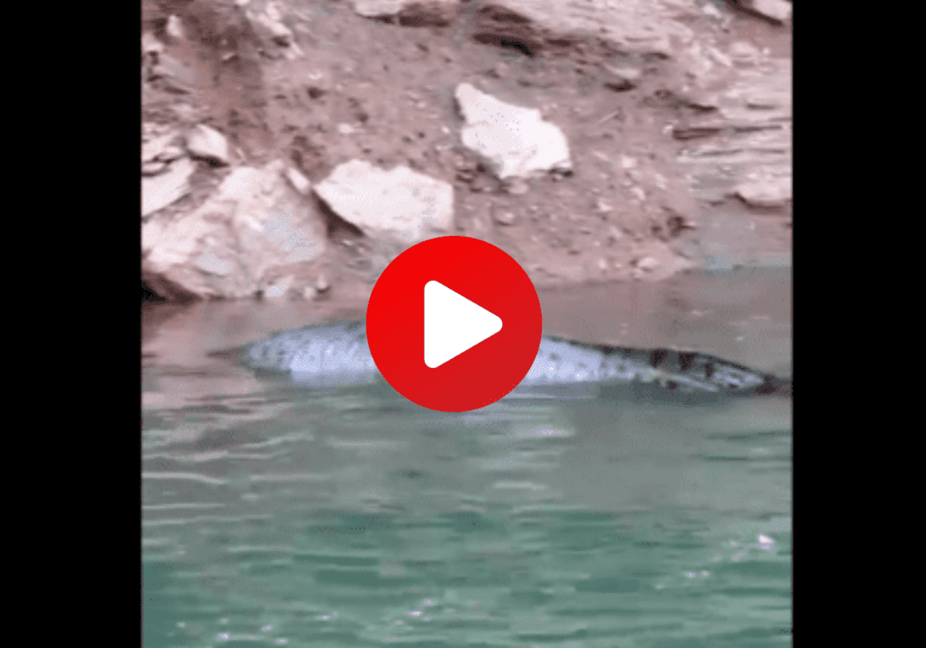 video de sucuri gigante