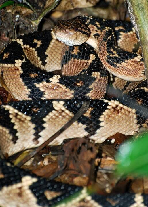 A surucucu é a mais longa cobra venenosa das Américas e a segunda no mundo depois da cobra-real (Ophiophagus hannah).