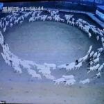 Curioso caso das ovelhas que andam em círculos