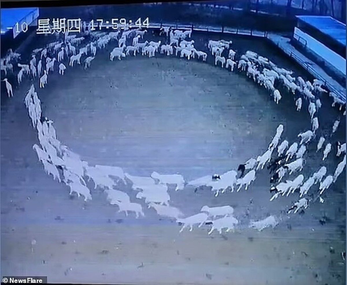 Curioso caso das ovelhas que andam em círculos