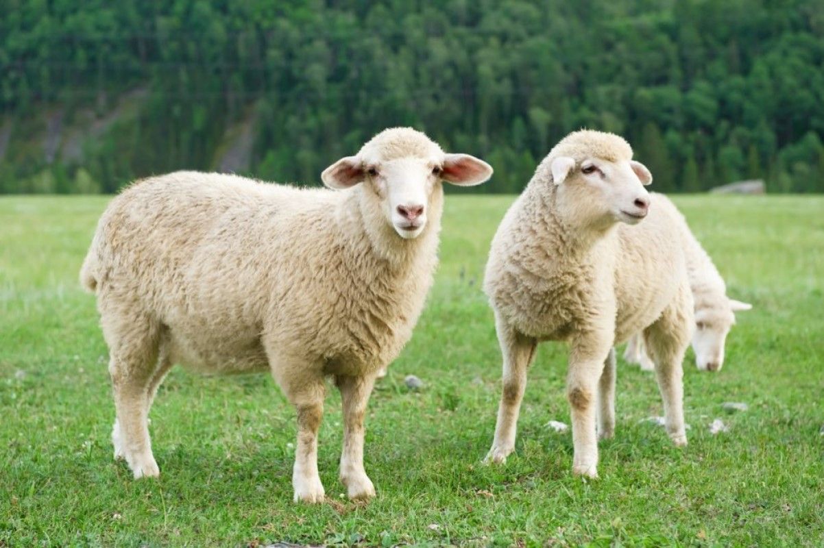 Segundo estudo recente divulgado pela revista Nature, as ovelhas são capazes de distinguir diferentes expressões da face de outros integrantes do rebanho, bem como identificar até 50 componentes do grupo e lembrar-se de acontecimentos ocorridos há dois anos