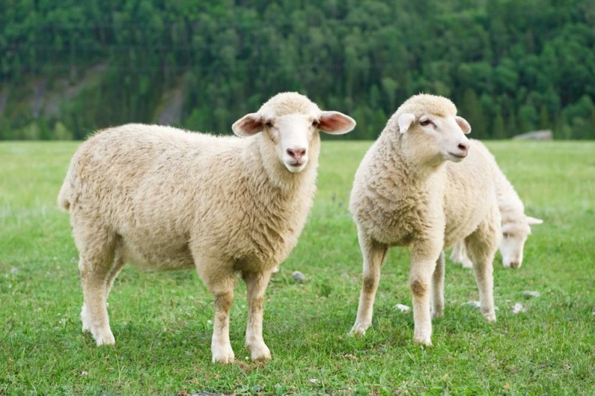 Curioso caso das ovelhas que andam em círculos; VÍDEO 2 Segundo estudo recente divulgado pela revista Nature, as ovelhas são capazes de distinguir diferentes expressões da face de outros integrantes do rebanho, bem como identificar até 50 componentes do grupo e lembrar-se de acontecimentos ocorridos há dois anos
