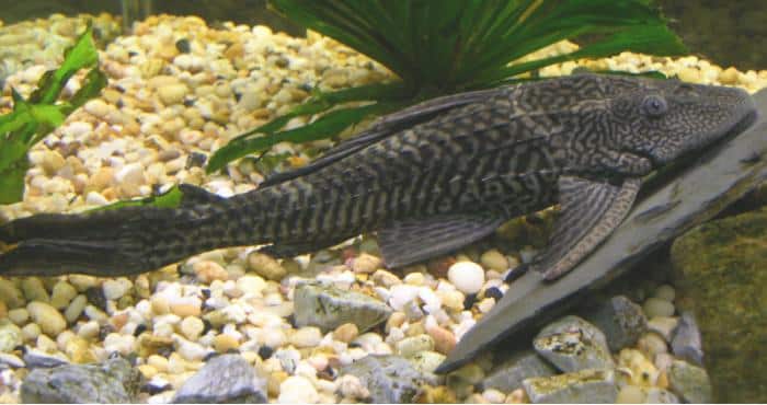 Pterygoplichthys pardalis (Cascudo-abacaxi)