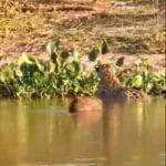 A capivara (nome científico: Hydrochoerus hydrochaeris) é uma espécie de mamífero roedor da família Caviidae e subfamília Hydrochoerinae