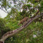 As onças pintadas possuem mandíbulas excepcionalmente fortes, apresentando as mais poderosas mordidas dentre todos os grandes felinos