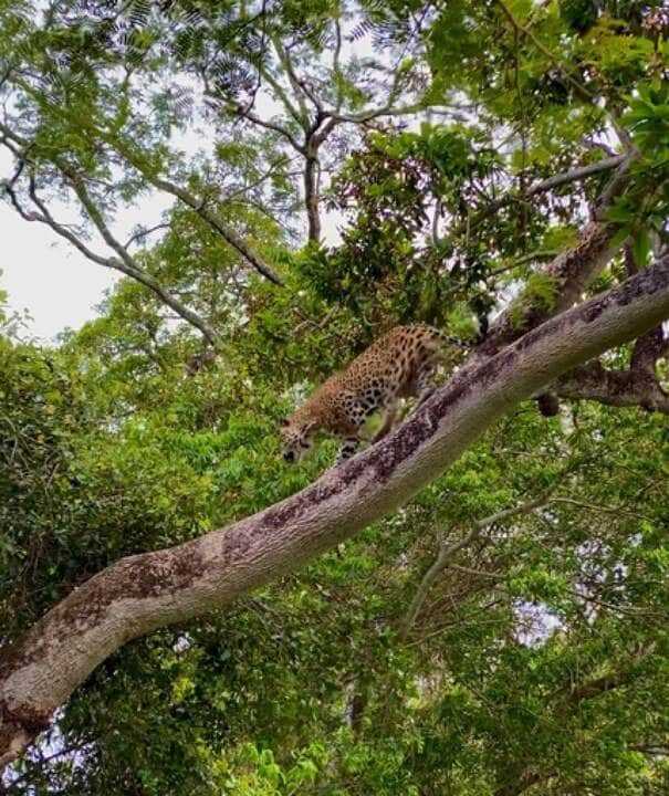 As onças pintadas possuem mandíbulas excepcionalmente fortes, apresentando as mais poderosas mordidas dentre todos os grandes felinos