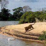 Também conhecida pelo título de rainha do Pantanal, principalmente não região de Porto Jofre