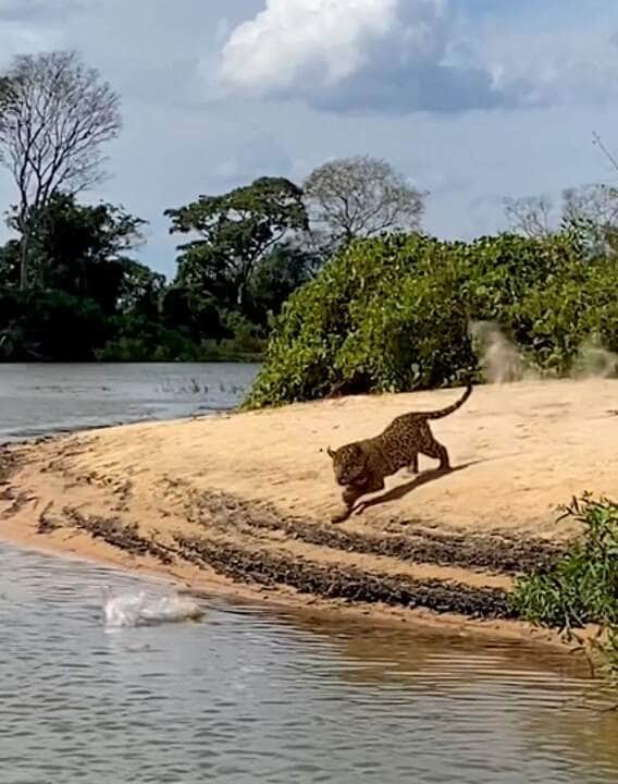 Também conhecida pelo título de rainha do Pantanal, principalmente não região de Porto Jofre