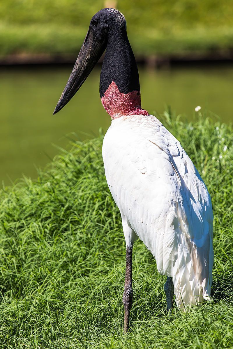 O tuiuiú ou jaburu é uma ave pernalta, tem pescoço nu e preto e, na parte inferior, o papo também nu mas vermelho