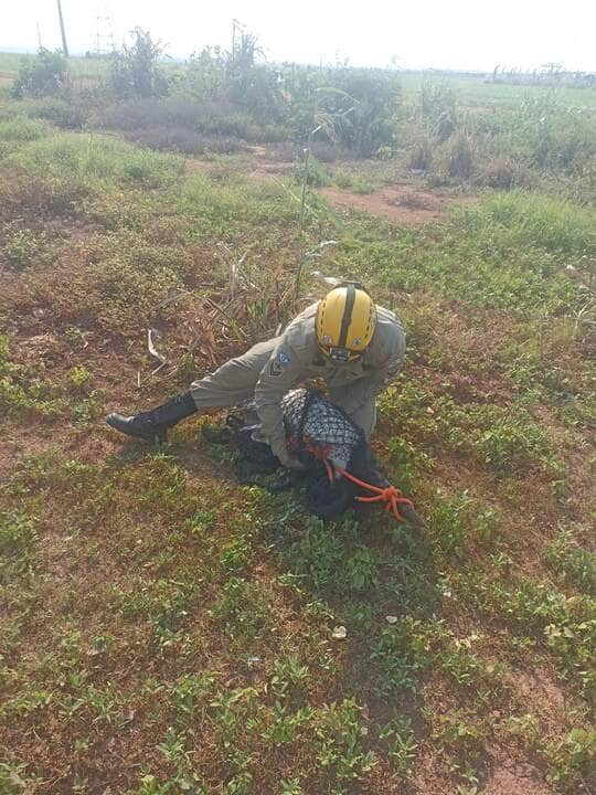 Tuiuiú é resgatado de área de risco em Lucas do Rio Verde