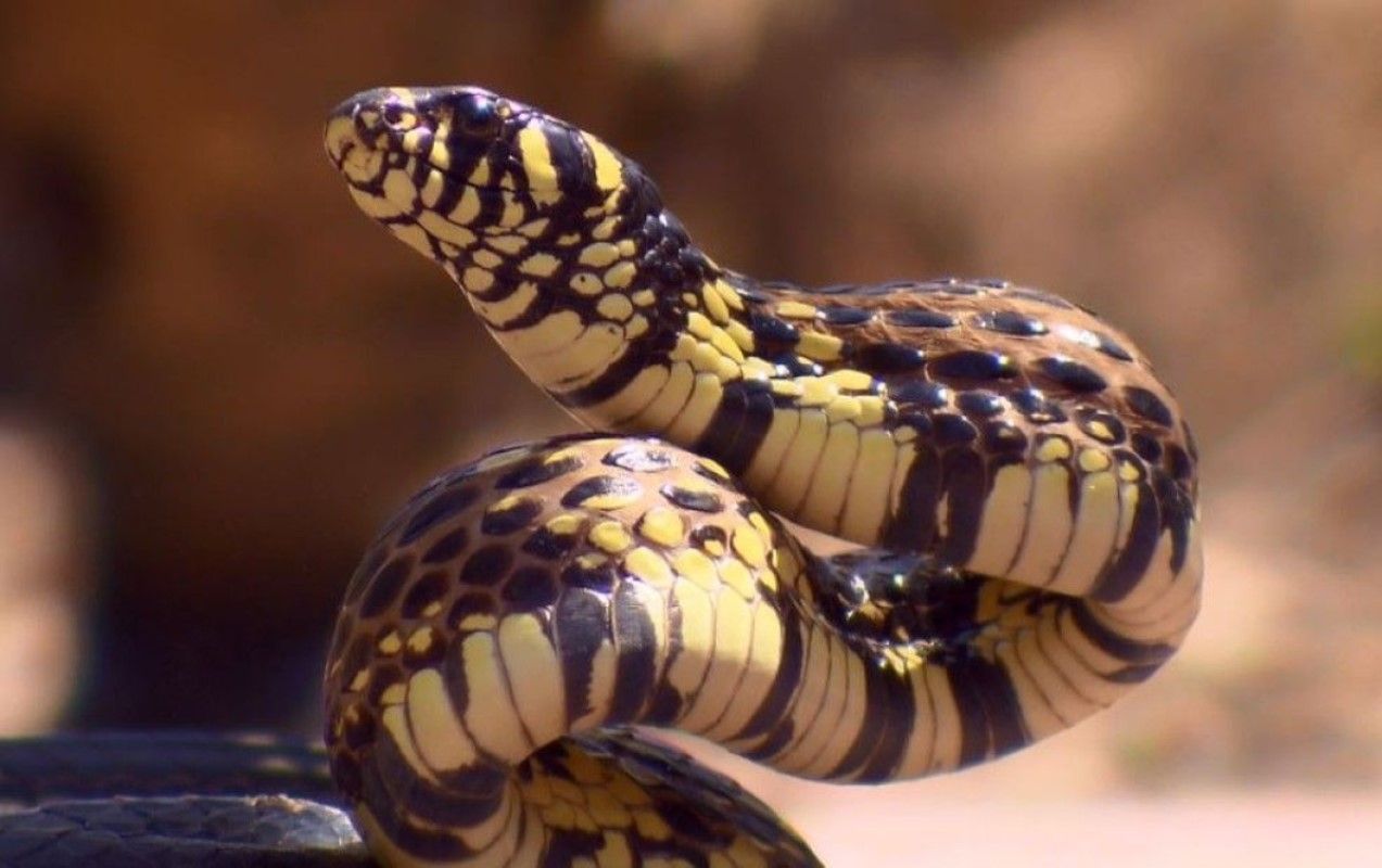 Essa espécie é ovípara, põe em media cerca de 15 ovos em locais escondidos da terra, sendo que quase todos nascem. Além disso por possuir uma caráter solitário ela não choca os ovos, apenas os põe e sai de perto, e geralmente põe seus ovos em períodos chuvosos.