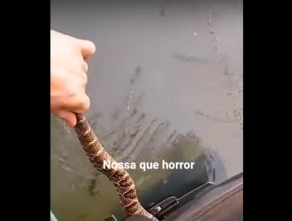 As cascavéis possuem um chocalho característico na cauda, e estão presentes em todo o continente americano. 