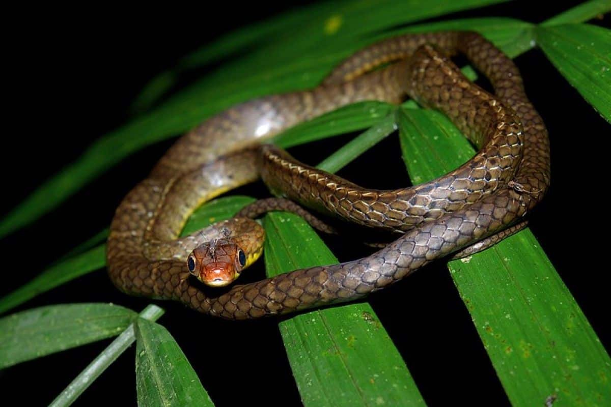 Chironius scurrulus no Parque Nacional Yasuni, no Equador