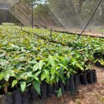 empaer produz mudas de mogno africano e plantas nativas para arborizar diversas areas de mt