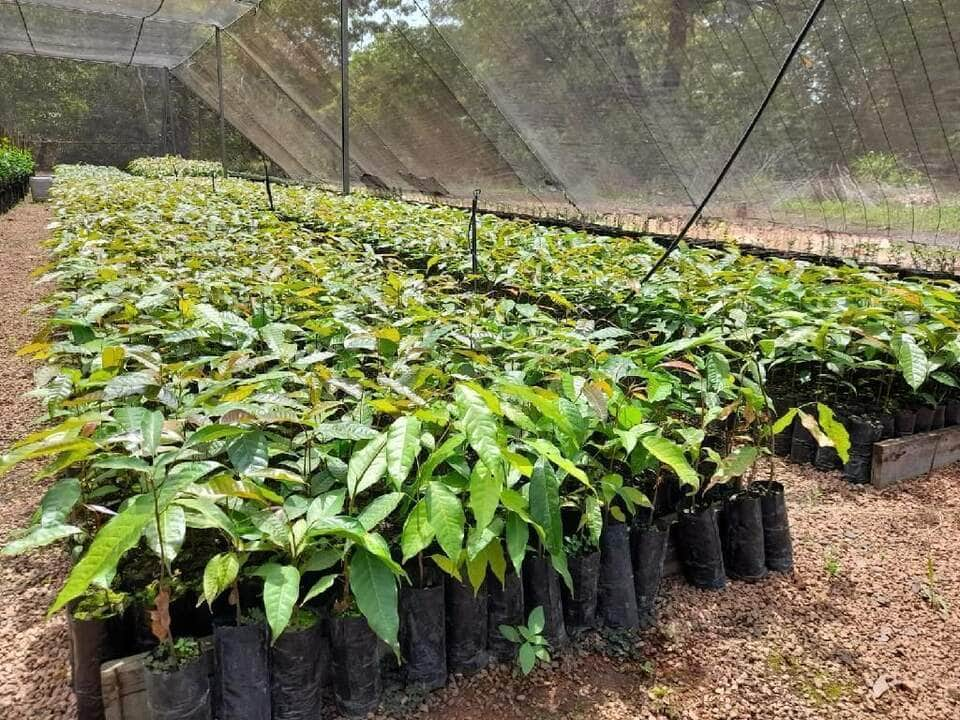 empaer produz mudas de mogno africano e plantas nativas para arborizar diversas areas de mt