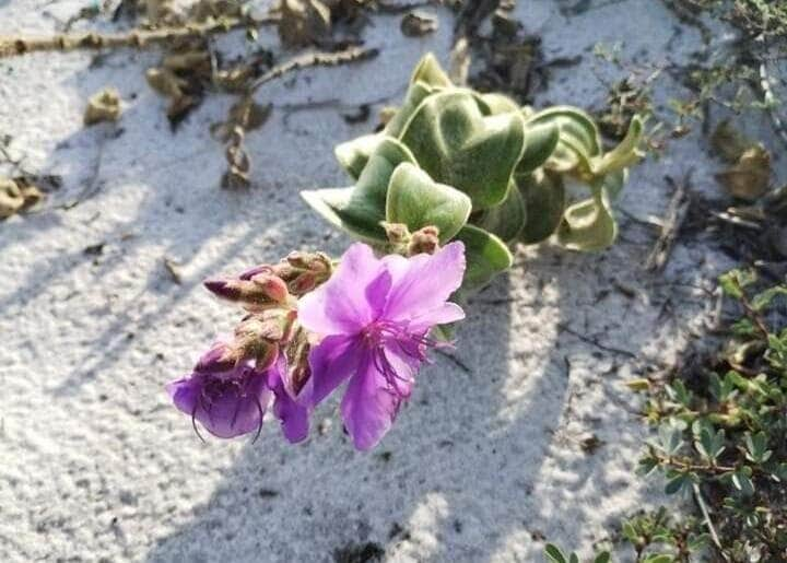 especie de planta rara volta para ambiente de origem em cabo frio