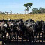 governo de mt entrega novilhas prenhas de raca leiteira para agricultura familiar