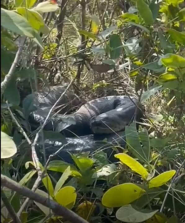 A sucuri-verde é a maior e mais conhecida das espécies existentes de sucuri