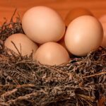 Curiosidades sobre o ovo que talvez você não saiba