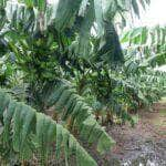 nova cultivar de bananeira tipo terra e lancada em tangara da serra