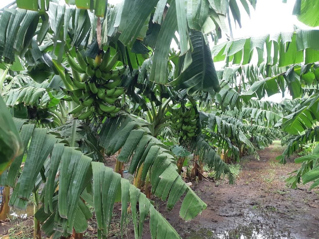 nova cultivar de bananeira tipo terra e lancada em tangara da serra