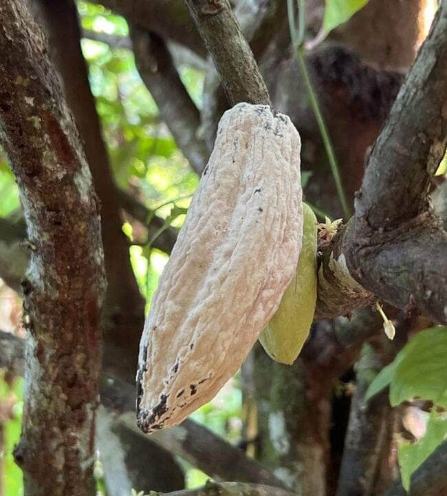 novo foco de praga que atinge cultivo de cacau e cupuacu e detectado no amazonas