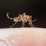 numero de casos de malaria em mato grosso registra queda de 60