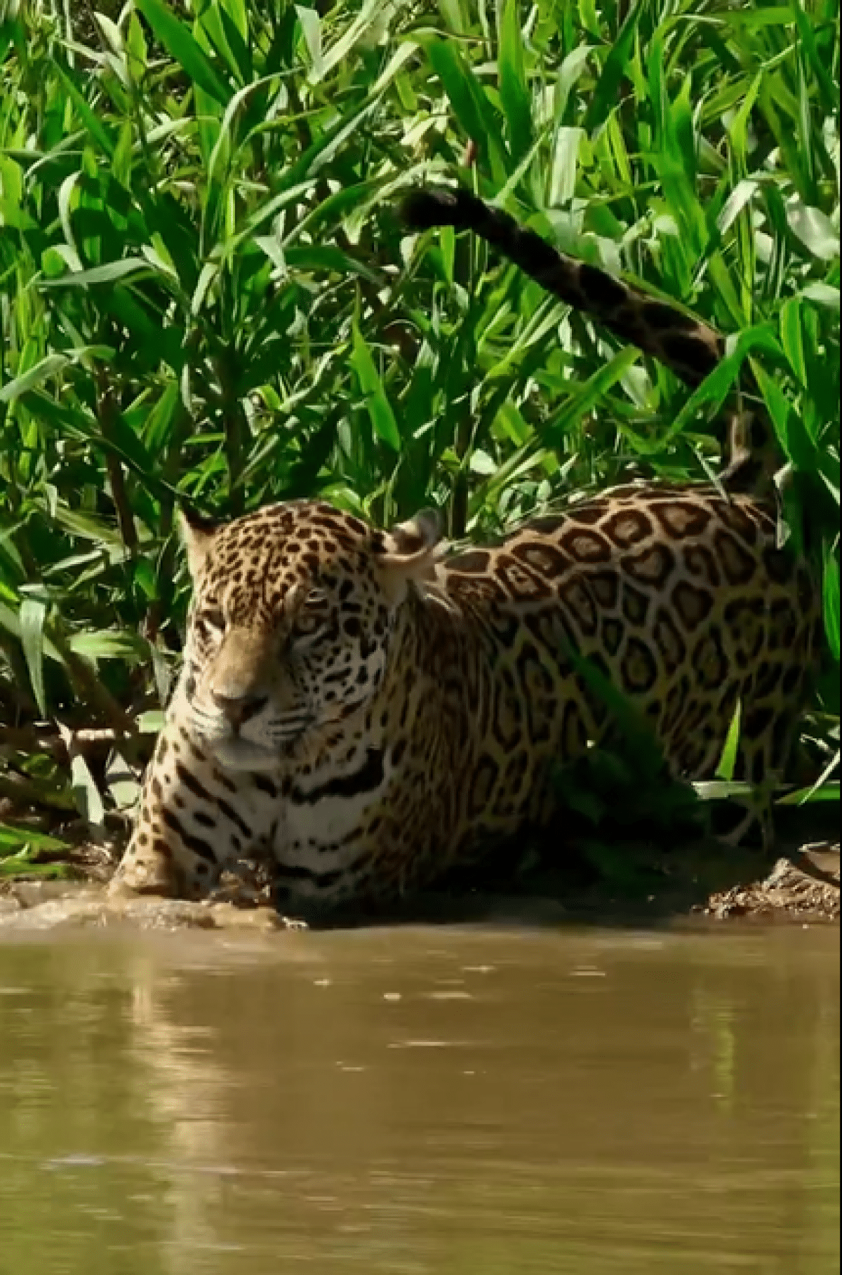 O vídeo gravado por Airton, mostra uma belíssima onça-pintada passeando as margens de um rio e por pouco não ficando atolada na lama